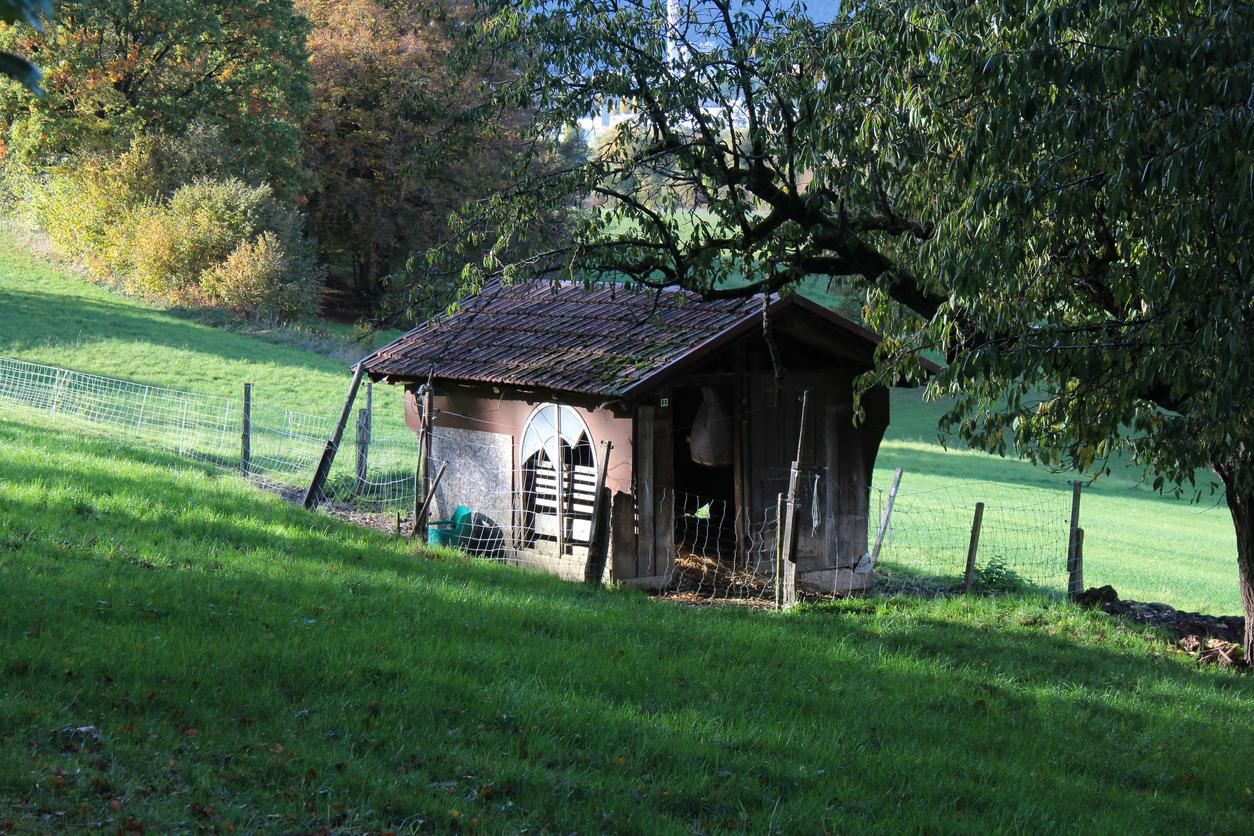 wooden-shed-in-yard