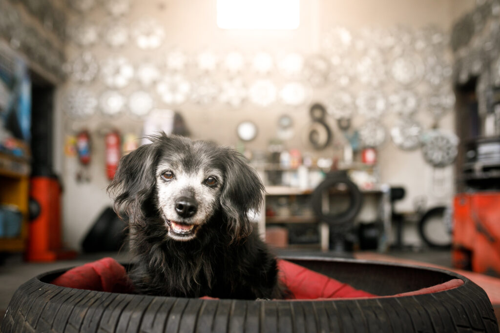 dog-sitting-on-blanket-in-garage